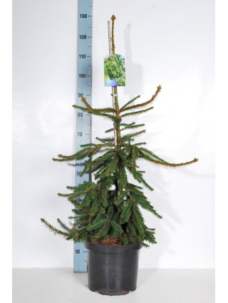 Eglė paprastoji (Lot Picea abies) 'Inversa' C10 80-100 CM-EGLĖS-SPYGLIUOČIAI