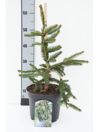 Eglė paprastoji (Lot Picea abies) 'Inversa' C5/P23 40-50 CM-EGLĖS-SPYGLIUOČIAI