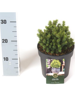 Eglė paprastoji (Lot Picea abies) 'Jalako Gold' C2,5/P18 20-25 CM-EGLĖS-SPYGLIUOČIAI