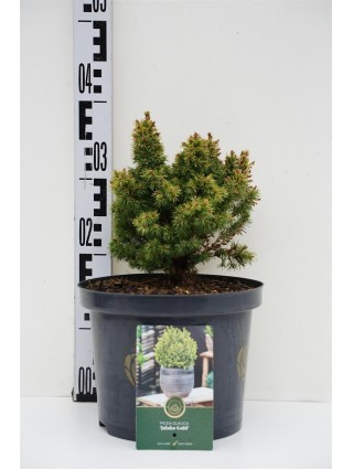 Eglė paprastoji (Lot Picea abies) 'Jalako Gold' C5/P23 25-30 CM-EGLĖS-SPYGLIUOČIAI