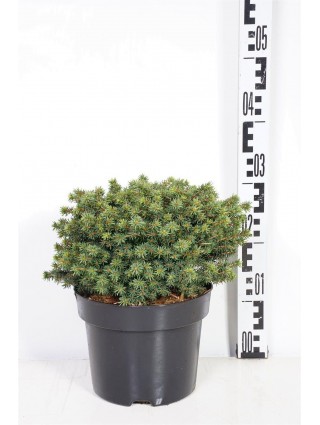 Eglė paprastoji (Lot Picea abies) 'Little Gem' C4/P21 25-30 CM-EGLĖS-SPYGLIUOČIAI