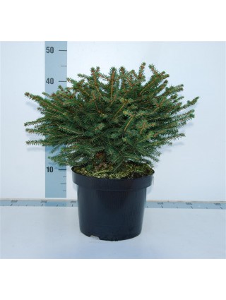 Eglė paprastoji (Lot Picea abies) 'Nidiformis' C5/P23 30-40 CM-EGLĖS-SPYGLIUOČIAI