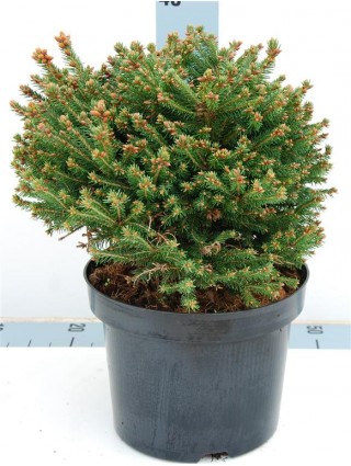 Eglė paprastoji (Lot Picea abies) 'Ohlendorffii' C5/P23 25-30 CM-EGLĖS-SPYGLIUOČIAI