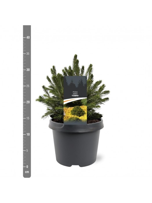 Eglė paprastoji (Lot Picea abies) 'Tompa' C3/P19 20-25 CM-EGLĖS-SPYGLIUOČIAI