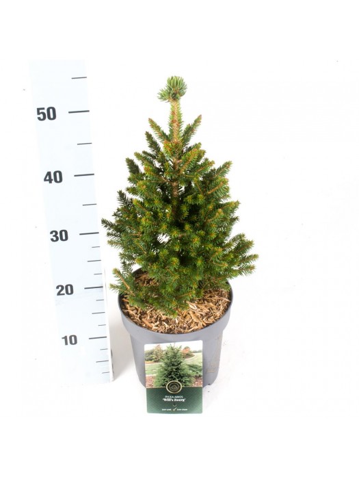 Eglė paprastoji (Lot Picea abies) 'Will's Zwerg' C2,5/P18 20-25 CM-EGLĖS-SPYGLIUOČIAI