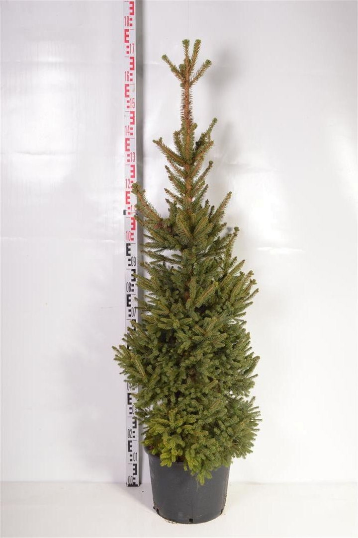 Eglė paprastoji (Lot Picea abies) 'Will's Zwerg' C20 120-140 CM.