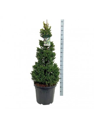 Eglė paprastoji (Lot Picea abies) 'Will's Zwerg' C45 100-125CM-EGLĖS-SPYGLIUOČIAI