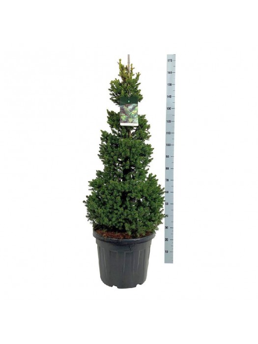 Eglė paprastoji (Lot Picea abies) 'Will's Zwerg' C45 100-125CM-EGLĖS-SPYGLIUOČIAI