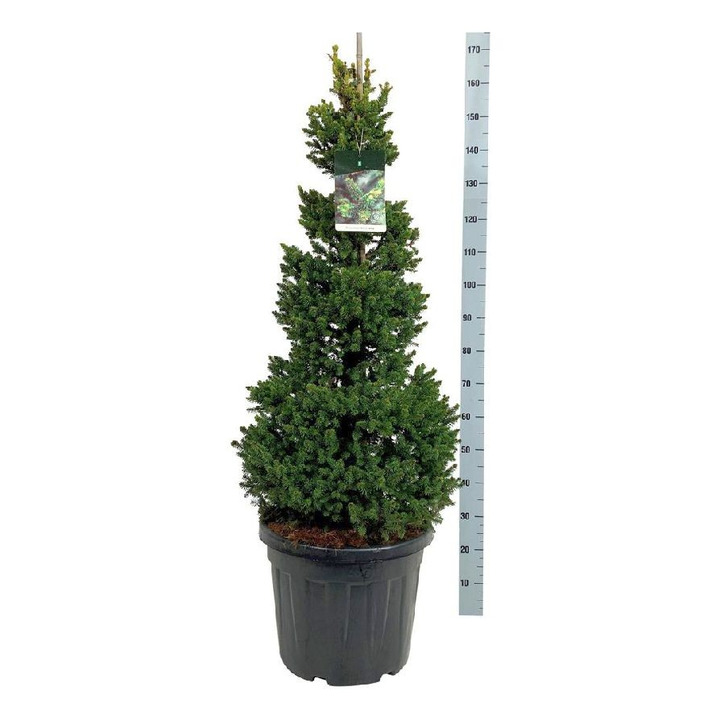 Eglė paprastoji (Lot Picea abies) 'Will's Zwerg' C45 100-125CM-EGLĖS-SPYGLIUOČIAI