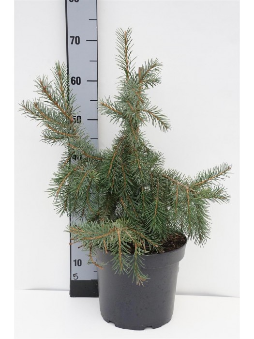 Eglė brevero (Lot Picea breweriana) C7,5/P26 40-50 CM-EGLĖS-SPYGLIUOČIAI