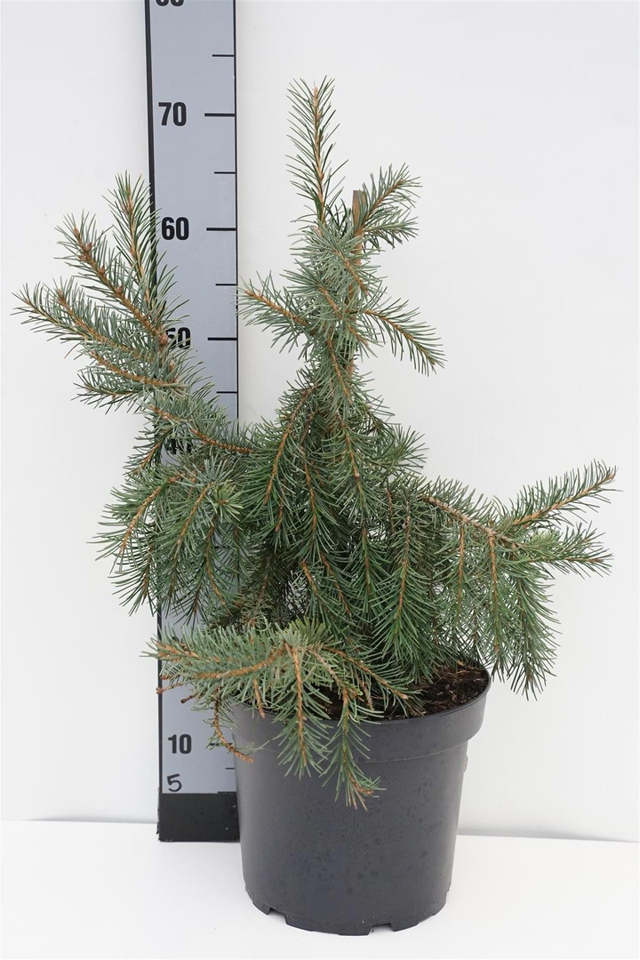 Eglė brevero (Lot Picea breweriana) C7,5/P26 40-50 CM-EGLĖS-SPYGLIUOČIAI