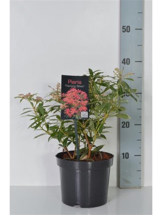 Bereinutis (Lot Pieris) 'Flaming Silver' C2/P17 20-25 CM-KITI KRŪMAI-KRŪMAI