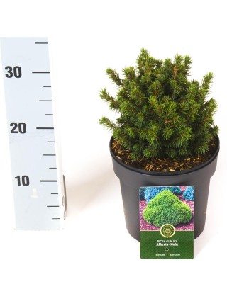 Eglė baltoji (Lot Picea gl.) 'Alberta Globe' C2,5/P18 20-25 CM-EGLĖS-SPYGLIUOČIAI