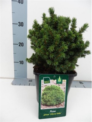 Eglė baltoji (Lot Picea gl.) 'Alberta Globe' C2/P17 15-20 CM-EGLĖS-SPYGLIUOČIAI