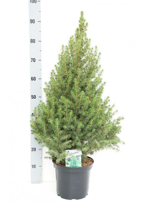 Eglė baltoji (Lot Picea gl.) 'Conica' C5/P23 60-70 CM-EGLĖS-SPYGLIUOČIAI