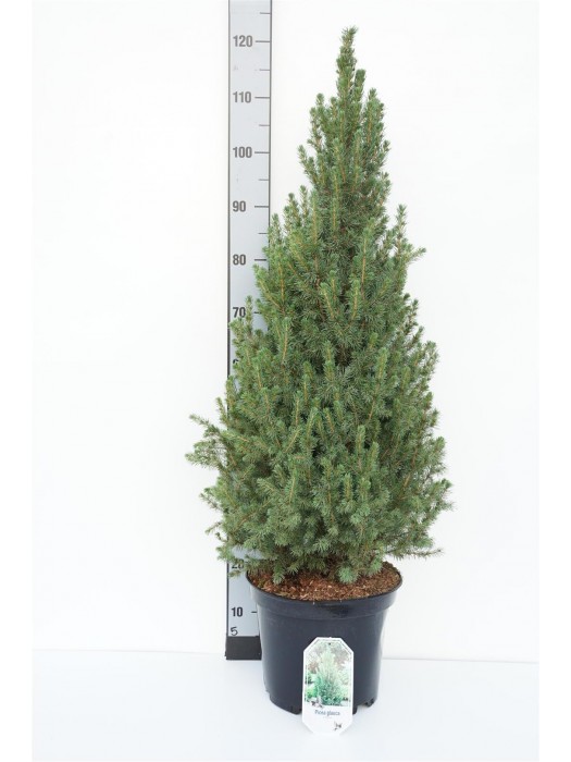 Eglė baltoji (Lot Picea gl.) 'Conica' C10 90-100 CM-EGLĖS-SPYGLIUOČIAI