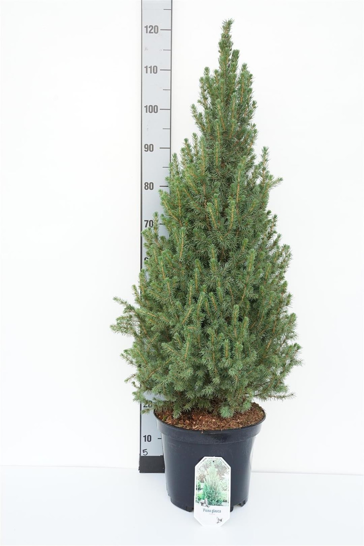 Eglė baltoji (Lot Picea gl.) 'Conica' C10 90-100 CM-EGLĖS-SPYGLIUOČIAI
