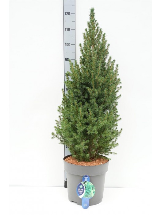 Eglė baltoji (Lot Picea gl.) 'Conica' C12 80-90 CM-EGLĖS-SPYGLIUOČIAI