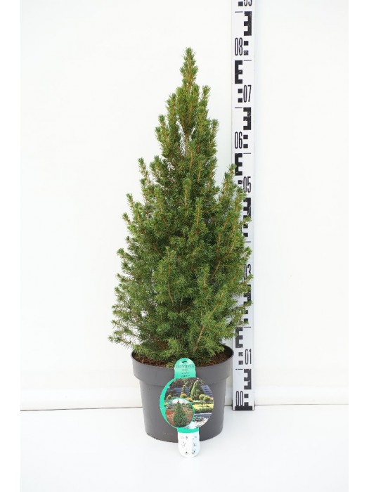 Eglė baltoji (Lot Picea gl.) 'Conica' C5/P23 60-70 CM-EGLĖS-SPYGLIUOČIAI