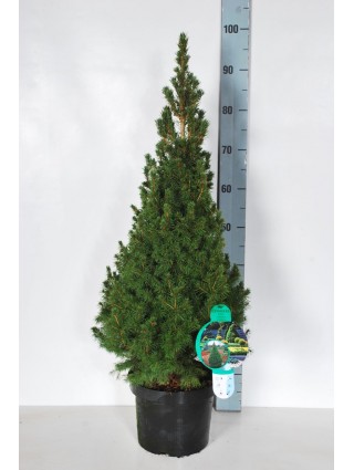 Eglė baltoji (Lot Picea gl.) 'Conica' C5/P23 60-70 CM-EGLĖS-SPYGLIUOČIAI