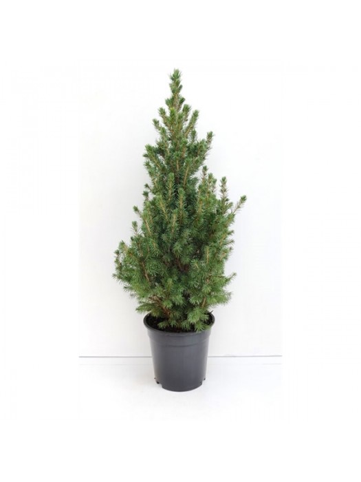 Eglė baltoji (Lot Picea gl.) 'Conica' C3/P19 40-50 CM-EGLĖS-SPYGLIUOČIAI