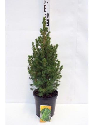 Eglė baltoji (Lot Picea gl.) 'Conica' C3/P19 50-60 CM-EGLĖS-SPYGLIUOČIAI