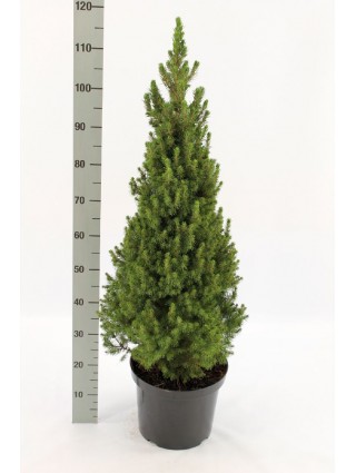 Eglė baltoji (Lot Picea gl.) 'Conica' C12 80-100 CM-EGLĖS-SPYGLIUOČIAI