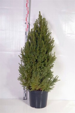 Eglė baltoji (Lot Picea gl.) 'Conica' C12 80-100 CM - nuotrauka 2