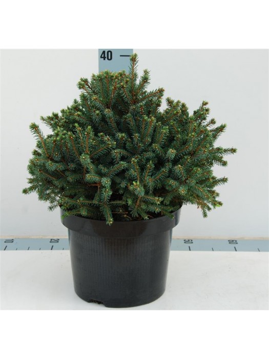 Eglė baltoji (Lot Picea gl.) 'Echiniformis' C5/P23 30-35 CM-EGLĖS-SPYGLIUOČIAI