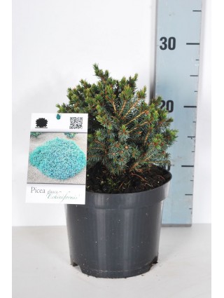 Eglė baltoji (Lot Picea gl.) 'Echiniformis' C2/P17 15-20 CM-EGLĖS-SPYGLIUOČIAI