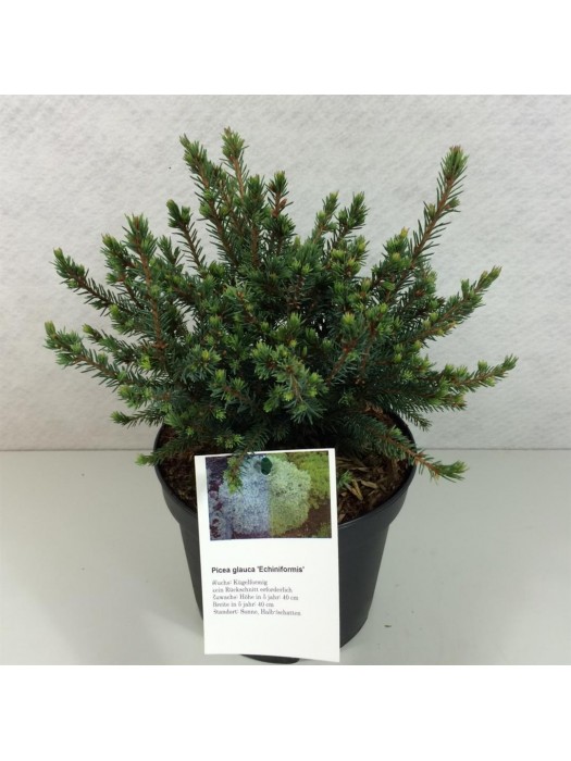 Eglė baltoji (Lot Picea gl.) 'Echiniformis' C3/P19 20-25 CM-EGLĖS-SPYGLIUOČIAI