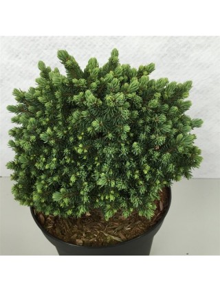 Eglė baltoji (Lot Picea gl.) 'Echiniformis' C3/P19 20-25 CM-EGLĖS-SPYGLIUOČIAI