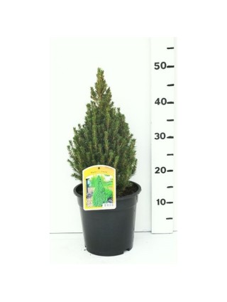 Eglė baltoji (Lot Picea gl.) 'Laurin' C3/P19 35-40 CM-EGLĖS-SPYGLIUOČIAI