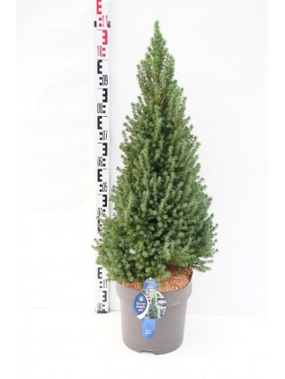 Eglė baltoji (Lot Picea gl.) 'Perfecta' C12 80-90 CM-EGLĖS-SPYGLIUOČIAI