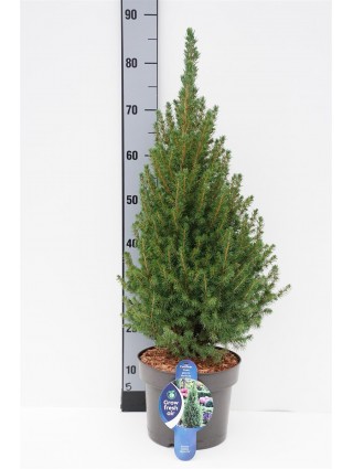 Eglė baltoji (Lot Picea gl.) 'Perfecta' C5/P23 60-70 CM-EGLĖS-SPYGLIUOČIAI