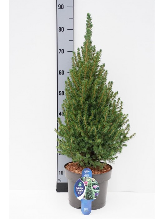 Eglė baltoji (Lot Picea gl.) 'Perfecta' C5/P23 60-70 CM-EGLĖS-SPYGLIUOČIAI