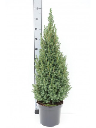 Eglė baltoji (Lot Picea gl.) 'Perfecta' C7,5/P26 90-100 CM-EGLĖS-SPYGLIUOČIAI