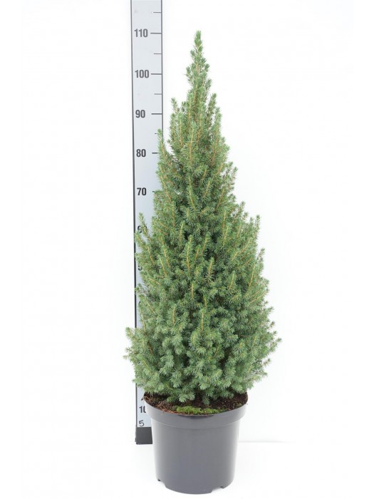 Eglė baltoji (Lot Picea gl.) 'Perfecta' C7,5/P26 90-100 CM-EGLĖS-SPYGLIUOČIAI