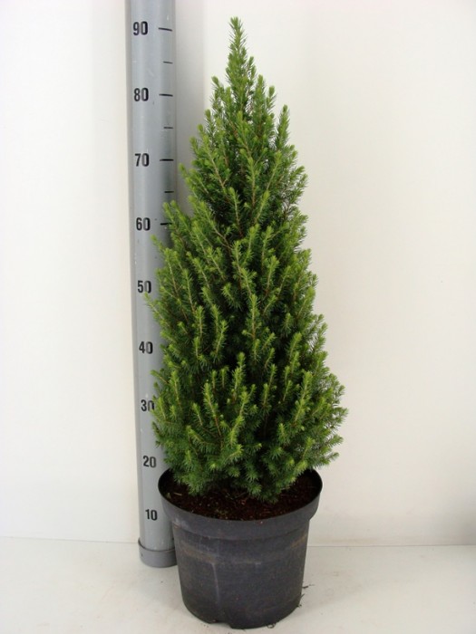 Eglė baltoji (Lot Picea gl.) 'Perfecta' C7,5/P26 60-80 CM-EGLĖS-SPYGLIUOČIAI