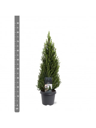 Eglė baltoji (Lot Picea gl.) 'Perfecta' C5/P23 60-70 CM-EGLĖS-SPYGLIUOČIAI