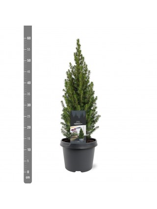 Eglė baltoji (Lot Picea gl.) 'Perfecta' C3/P19 40-50 CM-EGLĖS-SPYGLIUOČIAI