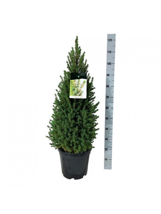 Eglė baltoji (Lot Picea gl.) 'Perfecta' C15 80-100 CM-EGLĖS-SPYGLIUOČIAI