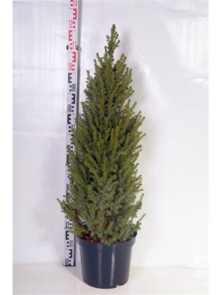 Eglė baltoji (Lot Picea gl.) 'Perfecta' C12 80-100 CM-EGLĖS-SPYGLIUOČIAI