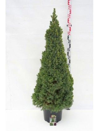 Eglė baltoji (Lot Picea gl.) 'Perfecta' C12 100-120 CM-EGLĖS-SPYGLIUOČIAI