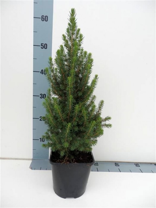 Eglė baltoji (Lot Picea gl.) 'Perfecta' C2/P17 30-40 CM-EGLĖS-SPYGLIUOČIAI