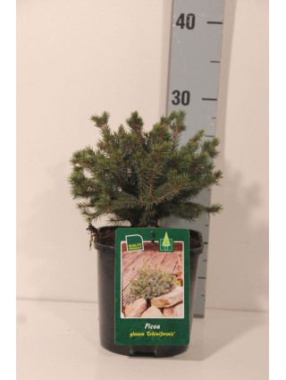 Eglė baltoji (Lot Picea gl.) 'Perfecta' C2/P17 30-40 CM-EGLĖS-SPYGLIUOČIAI