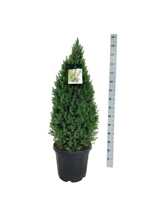 Eglė baltoji (Lot Picea gl.) 'Perfecta' C30 100-120 CM-EGLĖS-SPYGLIUOČIAI