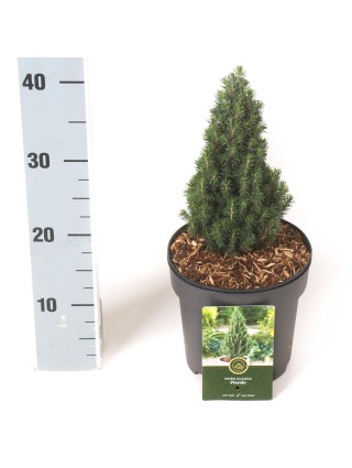 Eglė baltoji (Lot Picea gl.) 'Piccolo' C2,5/P18 15-20 CM-EGLĖS-SPYGLIUOČIAI