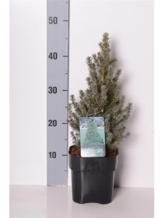 Eglė baltoji (Lot Picea gl.) 'Sander's Blue' C2/P17 20-25 CM-EGLĖS-SPYGLIUOČIAI