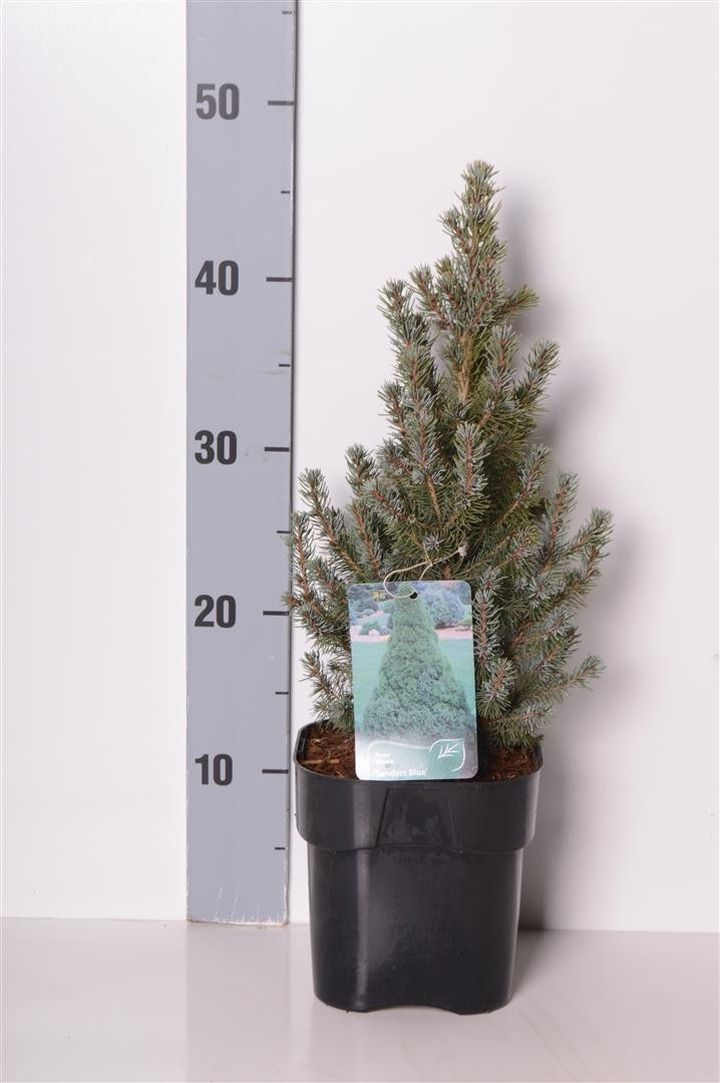 Eglė baltoji (Lot Picea gl.) 'Sander's Blue' C2/P17 20-25 CM-EGLĖS-SPYGLIUOČIAI